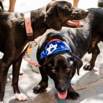 Two dogs at Jewish wedding with yarmulkes